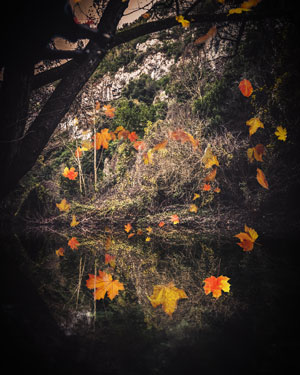 Jahreszeit: Den Herbst im Bild festgehalten.